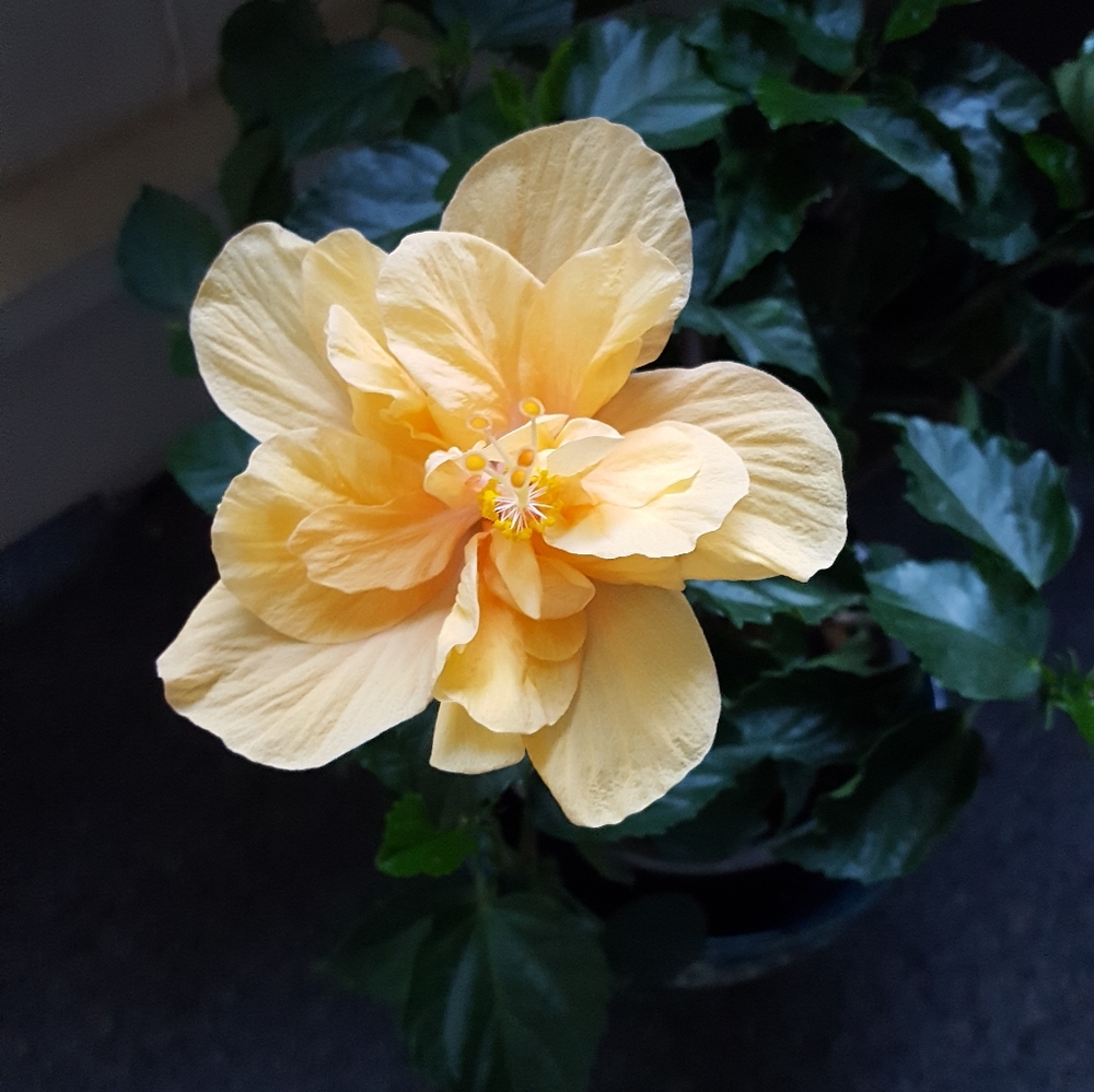 Meet your Posher, Linda